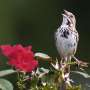 City living may make male song sparrows more doting 'super' fathers