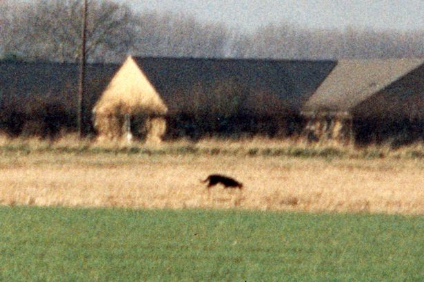 Lots of CambsLive readers say they've seen the mysterious Fen Tiger