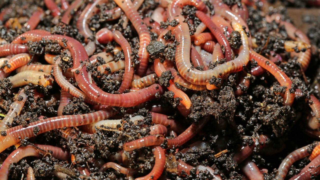The Solution to Breaking Down Plastics Could Be Worm Spit