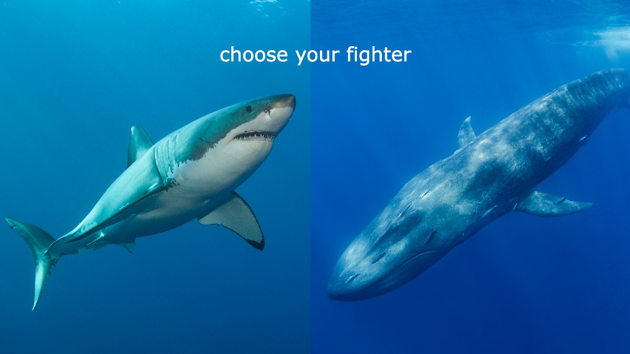 Who Would Win in a Fight Between a Great White Shark and a Blue Whale?